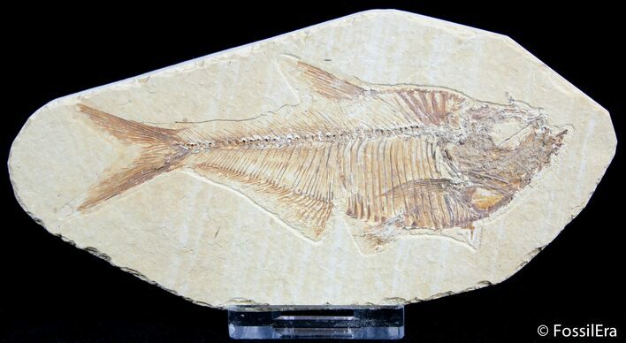 Inch Diplomystus Fossil Fish #2543